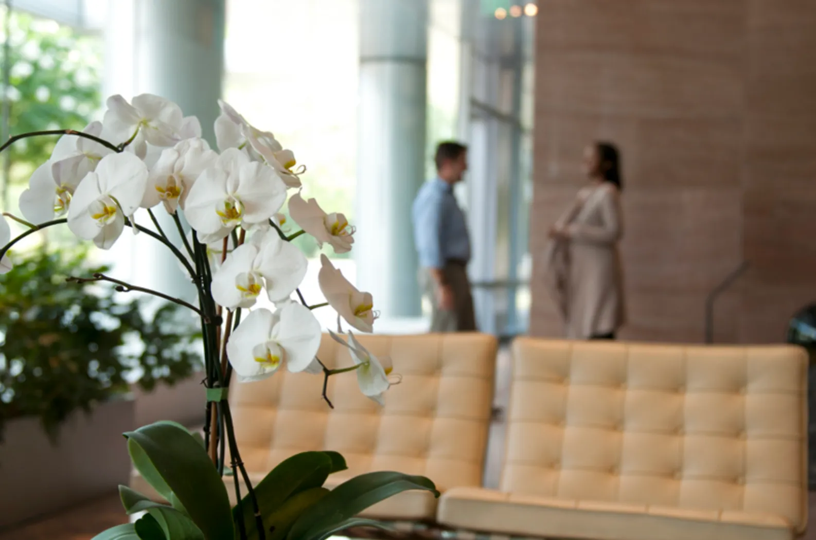 white orchids in a building lobby with a cream leather sofa behind them and two people standing in the background