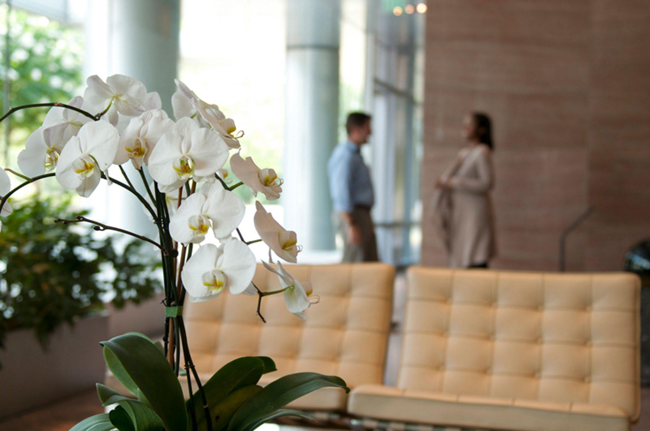 white orchids in a building lobby with a cream leather sofa behind them and two people standing in the background